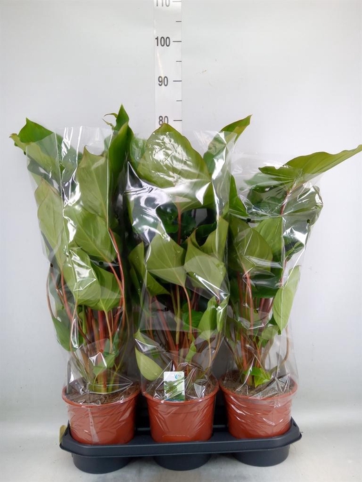 <h4>Homalomena rubescens 'Maggy'</h4>