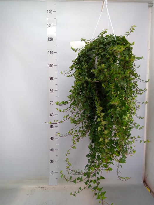 <h4>Hedera helix 'Anna'</h4>