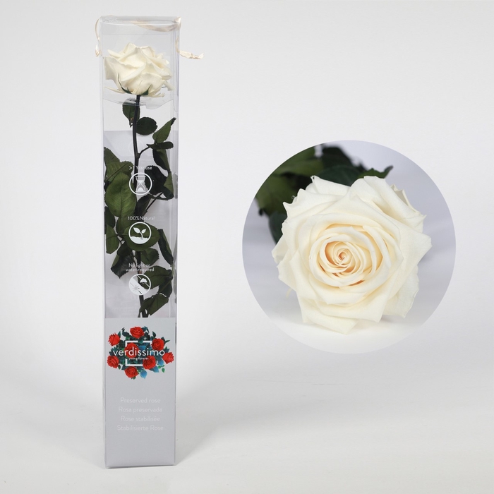 <h4>Roos op steel xl Plexi 55cm Champagne</h4>