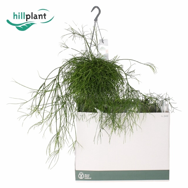 <h4>RHIPSALIS BA OASIS</h4>