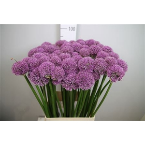 Allium Gladiator