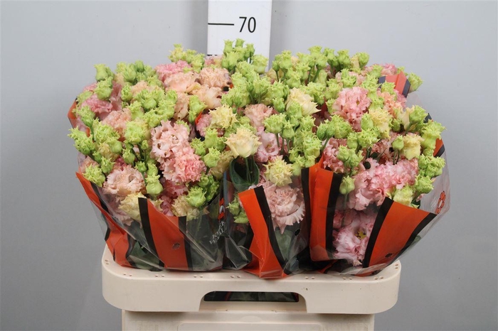 <h4>Eus G Alissa Peach</h4>