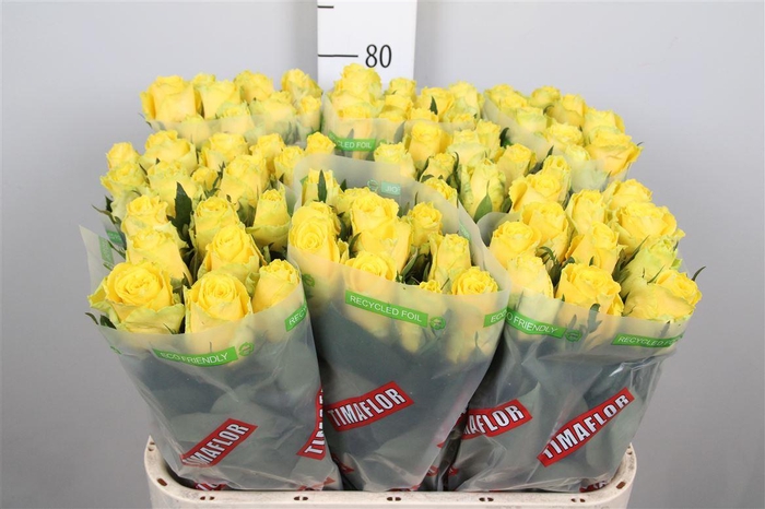 <h4>R Gr Good Times</h4>