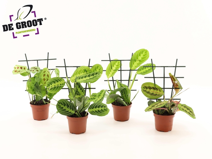 <h4>Maranta mix met rekje</h4>