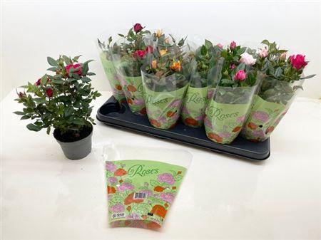 <h4>Ro Star Roses Gem</h4>