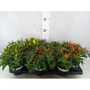 Capsicum annuum 'Favorit'   ...mix