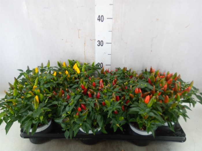 <h4>Capsicum annuum 'Favorit'   ...mix</h4>