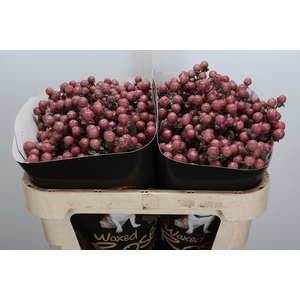 Hypericum Wx Classic Pink