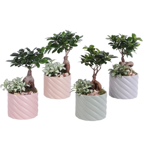 Yearround Arr. Indoor Ceramic Soft Elegance SE661 Ø14cm 2PP