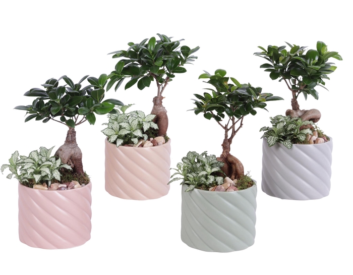 <h4>Yearround Arr. Indoor Ceramic Soft Elegance SE661 Ø14cm 2PP</h4>