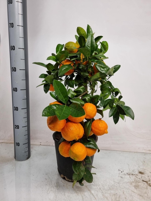 <h4>CITR LIMETTA</h4>