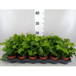 Hedera helix 'Wonder'