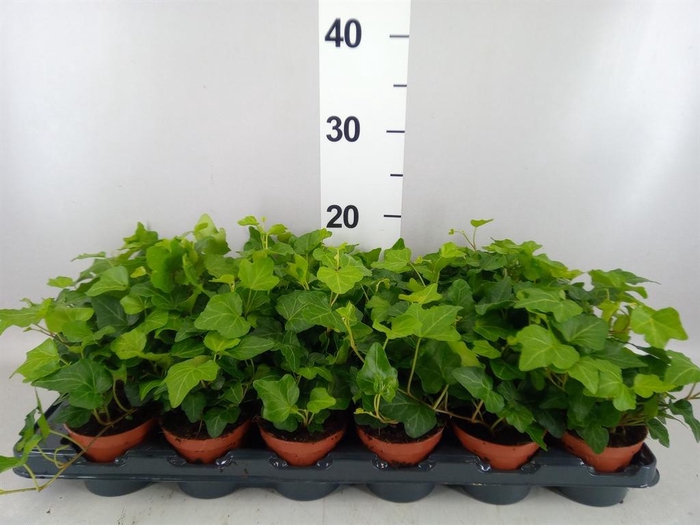 <h4>Hedera helix 'Wonder'</h4>