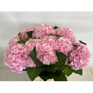 HYDR M CH VERENA PINK