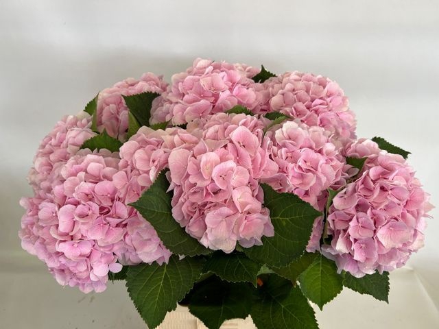 <h4>HYDR M CH VERENA PINK</h4>
