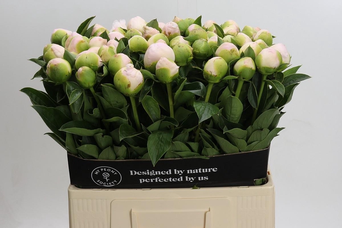 <h4>Paeonia Princess Bride</h4>