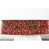 MALUS RED SENTINEL 80CM