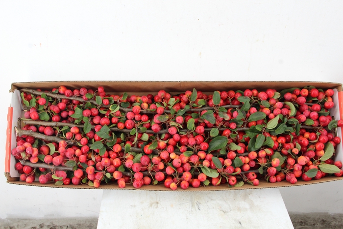 MALUS RED SENTINEL 80CM