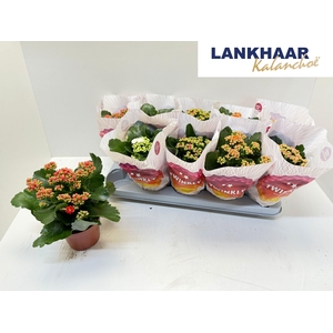 KAL GE PERF GEM 5 KL