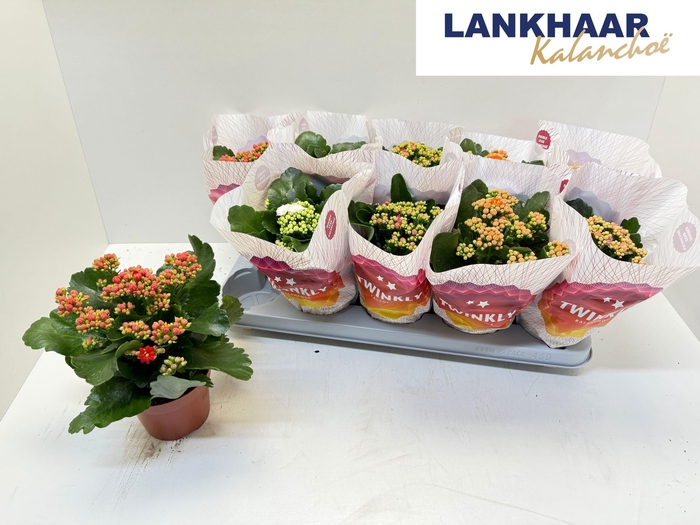 <h4>KAL GE PERF GEM 5 KL</h4>