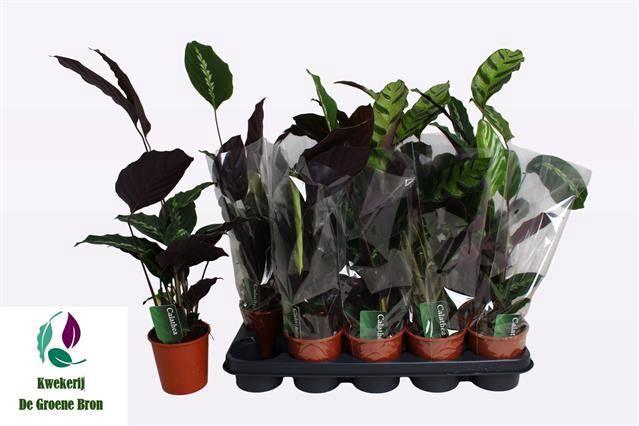 <h4>CALAT GEM 3 SRT</h4>