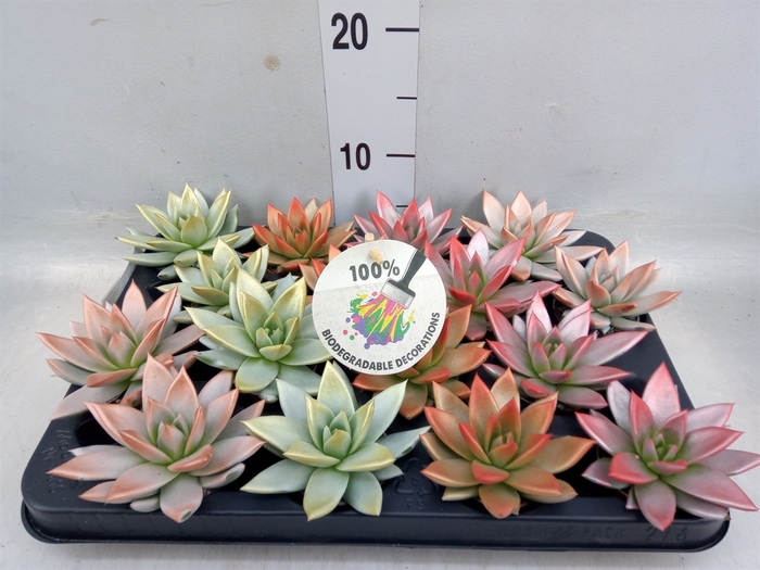 <h4>Echeveria  'Miranda'</h4>