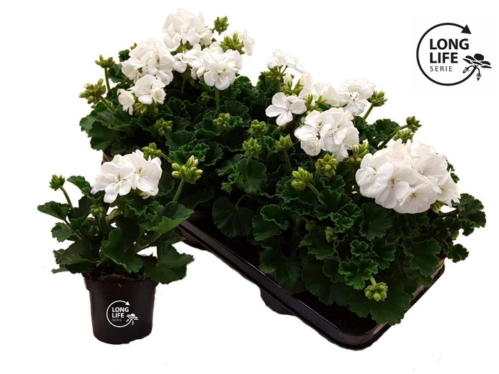 <h4>Pelargonium Zonale Blanc</h4>