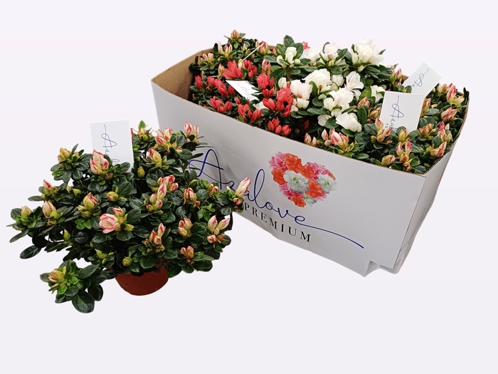 <h4>RHODO SI GEM 5 SRT</h4>