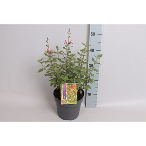 Perkplanten 19 cm  Salvia greggi Hot Pink