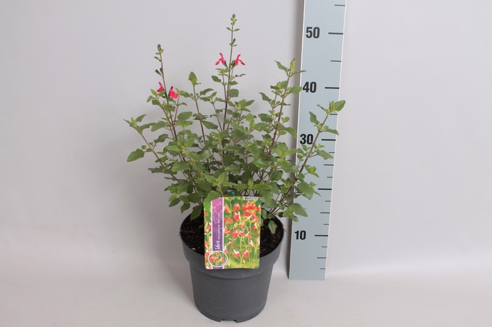 <h4>Perkplanten 19 cm  Salvia greggi Hot Pink</h4>
