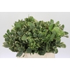 Pittosporum Ilan