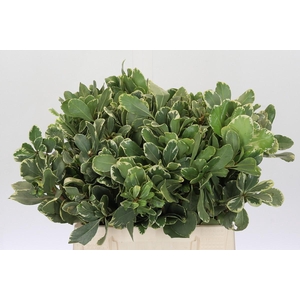 Pittosporum Ilan