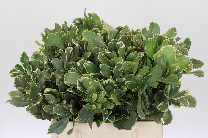 Pittosporum Ilan