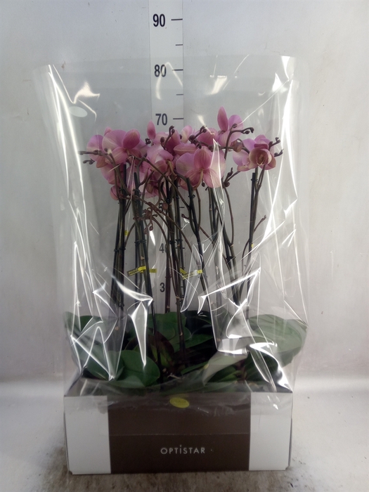 <h4>Phalaenopsis   ...rose</h4>