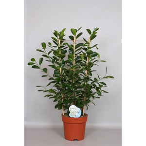 Ficus microcarpa 'Moclame'