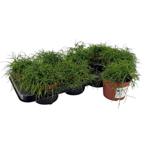 RHIPSALIS BA OASIS