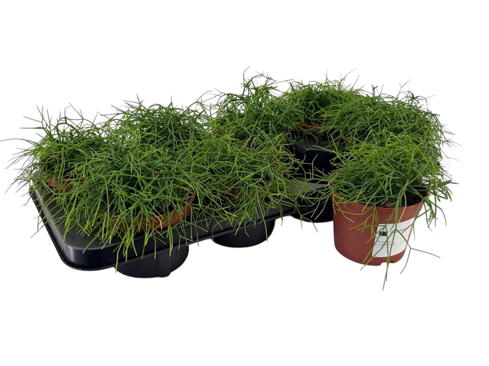 <h4>RHIPSALIS BA OASIS</h4>