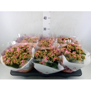Kalanchoe blos. 'RosDon Alano'
