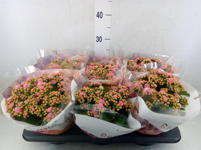 <h4>Kalanchoe blos. 'RosDon Alano'</h4>