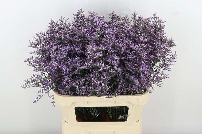 <h4>Lim Saf Lilac</h4>