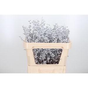 Ilex Kl Bh Zilver