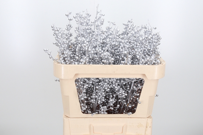 <h4>Ilex Kl Bh Zilver</h4>