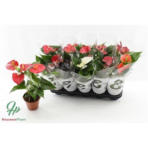 !! PROMO !! ANTHURIUM MIX P12