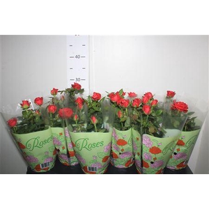 ** Ro Red Star * Spring Deal *