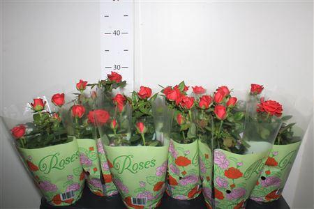 <h4>** Ro Red Star * Spring Deal *</h4>