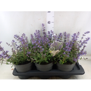 Nepeta faassenii  'Purrsian Blue'