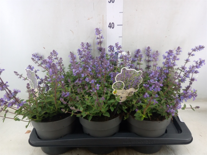<h4>Nepeta faassenii  'Purrsian Blue'</h4>