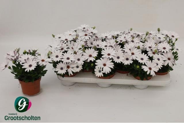 <h4>OSTEO PASSION WEISS</h4>