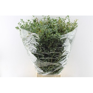 Euca Parvi 350 Gram
