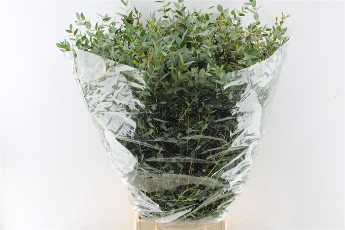 <h4>Euca Parvi 350 Gram</h4>